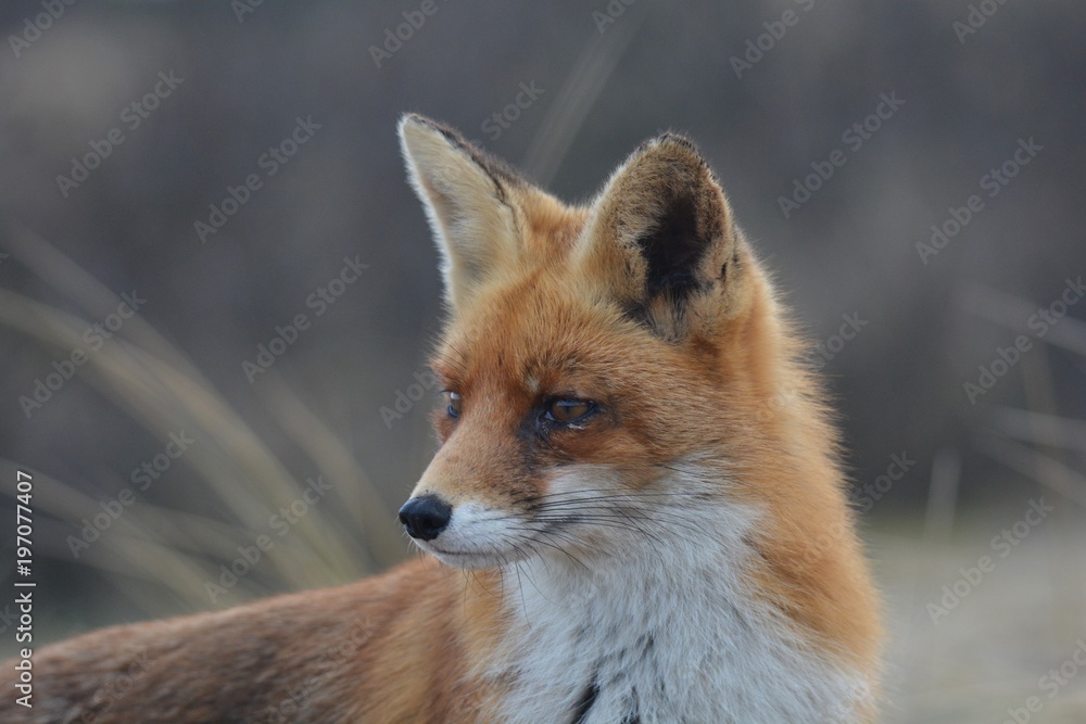 fox portrait fox portrait