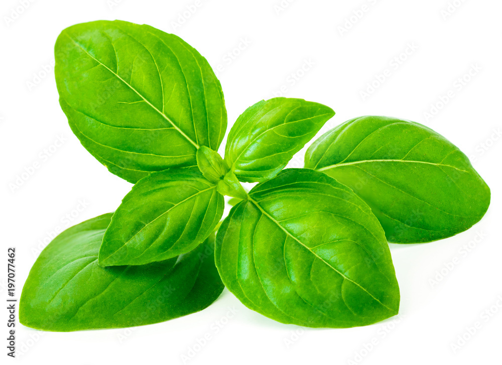 Basil leaf isolated on white background, macro - obrazy, fototapety, plakaty 