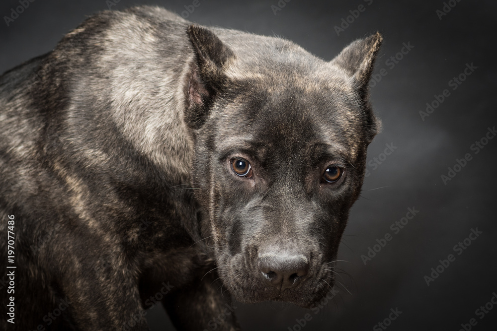 Obraz premium Fila brasileiro
