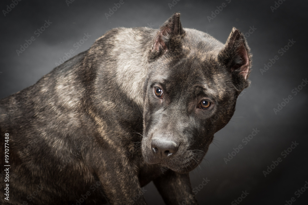 Fototapeta premium Fila brasileiro