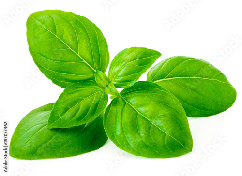 Print op canvas Basil leaf isolated on white background, macro