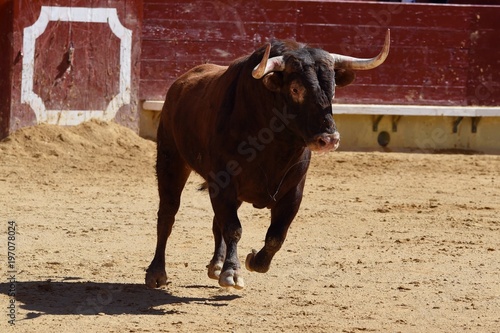 toro en plaza de toros españa