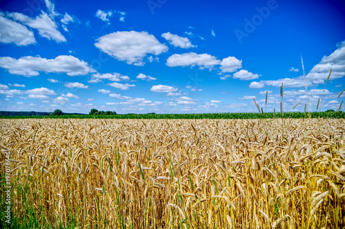 Weizenfeld