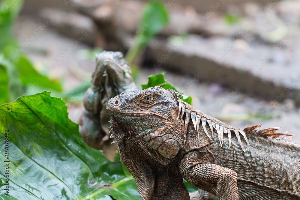 Obraz premium iguana number one