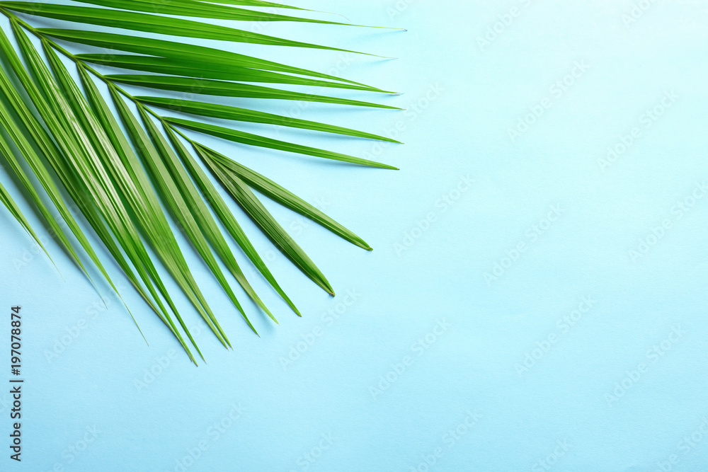 Fototapeta premium Beautiful tropical Sago palm leaf on color background, top view