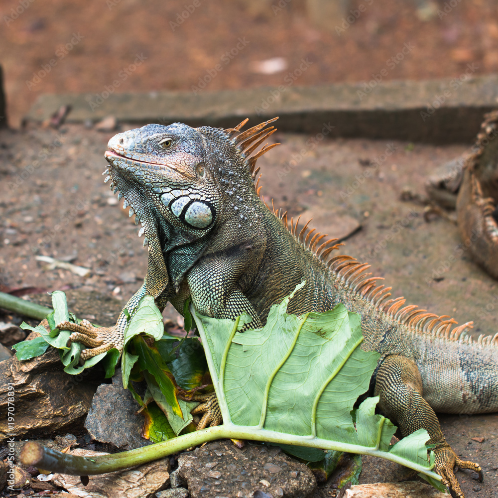 iguana number seven iguana number seven