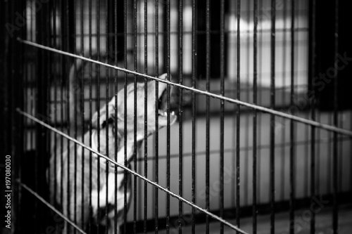dog abandoned between bars, black and white
