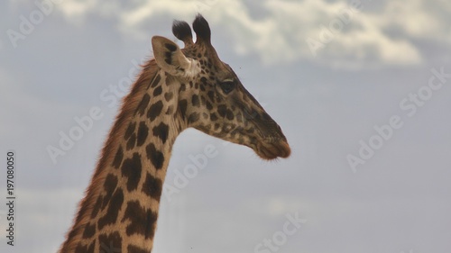 Giraffe, Savannah Serengeti, Tanzania, Africa © Kirsten Dohmeier