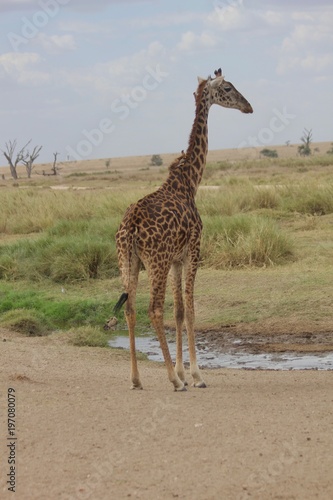 Giraffe  Savannah Serengeti  Tanzania  Africa