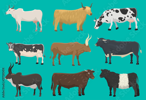 Vector bulls and cows farm animal cattle mammal nature beef agriculture and domestic rural bovine horned cartoon buffalo character illustration. Farming pasture agriculture horn bulls and cows