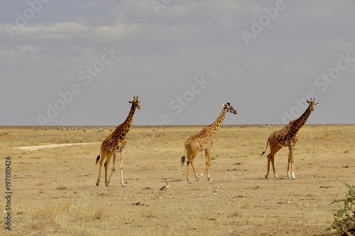 Giraffe, Savannah Serengeti, Tanzania, Africa