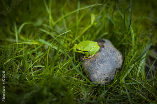 Green tree frog (Hyla Arborea) sleeping on the stone .