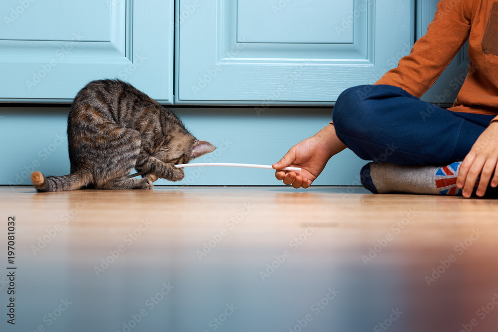 Boy is playing with kitten. Cat has caught plastic straw.