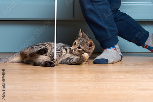 Boy is playing with kitten. Cat is catching ribbon with bow.