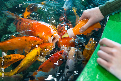 Canvas Print The girl feeding fish