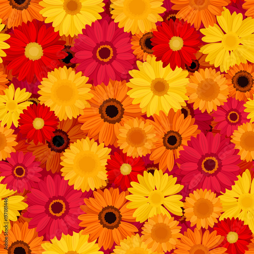 Fototapeta Naklejka Na Ścianę i Meble -  Vector seamless pattern with red, orange and yellow gerbera flowers.