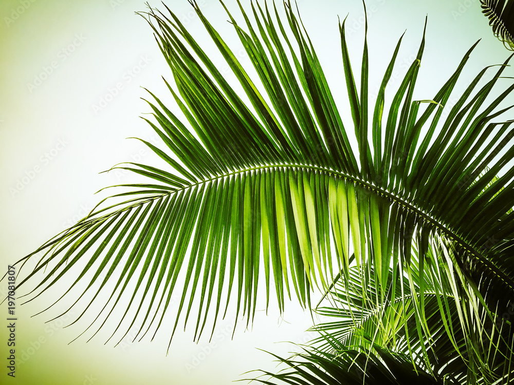 Obraz premium PALME TROPICALE