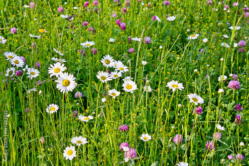 Green meadow with chamomile and clover