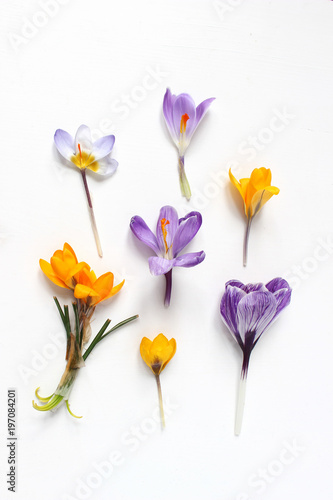 Spring, Easter floral composition. Yellow and violet crocuses flowers on white wooden background. Styled stock photo. Flat lay, top view.