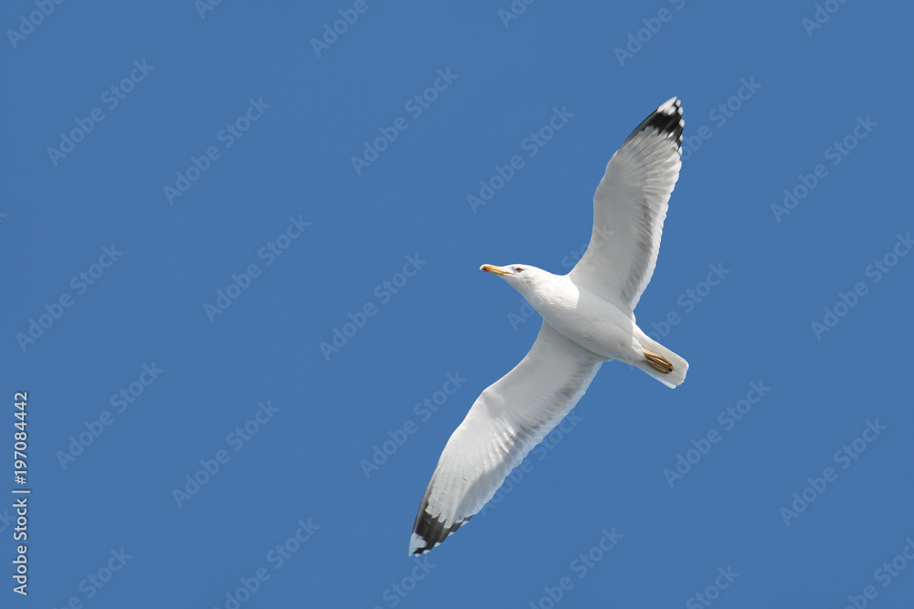 Big white seagull in flight on clear blue sky background. European herring gull (Larus argentatus) with spreading wings Big white seagull in flight on clear blue sky background. European herring gull (Larus argentatus) with spreading wings