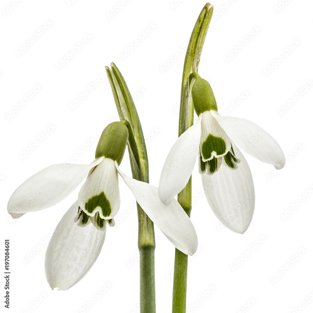 Two flower of snowdrop isolated on white background Two flower of snowdrop isolated on white background