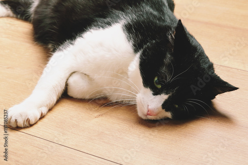 chat noir et blanc couché sur plancher 