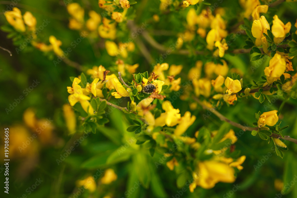 small black beetle sitting on yellow inflorescence of field flower small black beetle sitting on yellow inflorescence of field flower