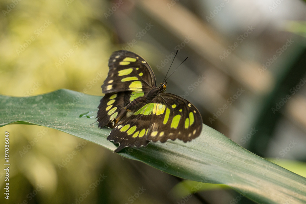 Fototapeta premium Butterfly Resting on Leaves