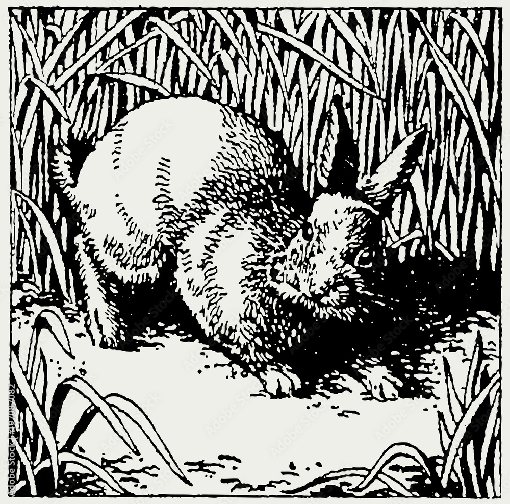Obraz premium Rabbit sitting in a field in front of growing crops or tall grasses (after a historical vintage engraving illustration from the 18th century)