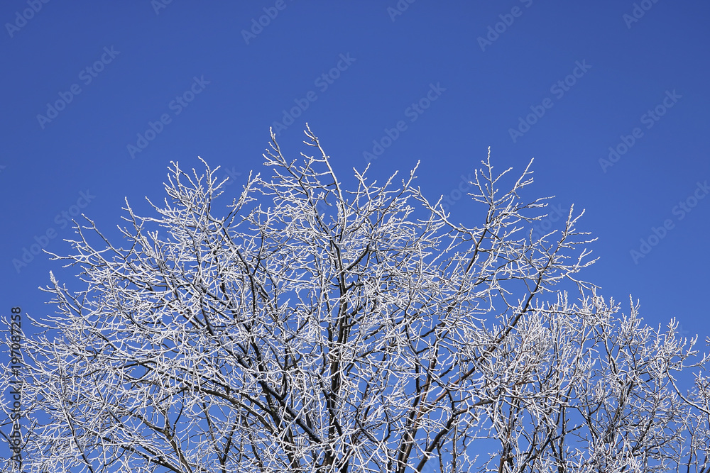 branches of trees covered with hoarfrost. winter natural background.