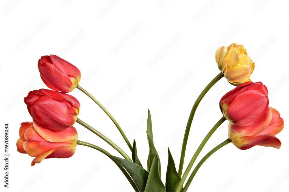 Beautiful flower bouquet from tulips isolated on a white background