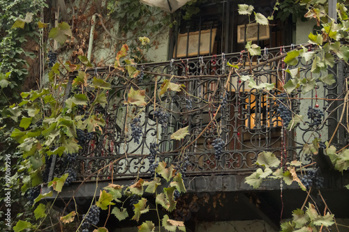 vine grape balcony tiflis georgia tbilisi