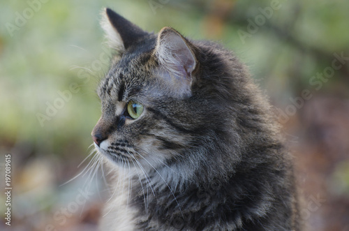 Portrait of Young fluffy gray domestic cat walking in a sunny forest. Adopted pet.