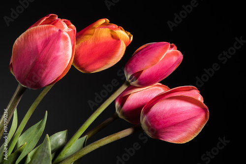 Tulip flowers on dark background