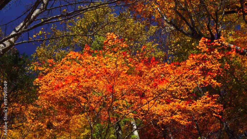 Maple leaves with autumn colors Maple leaves with autumn colors