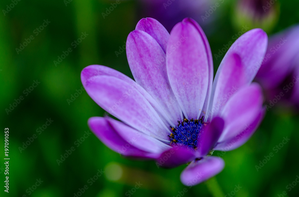 Fototapeta premium Purple dimorfoteca to decorate beautiful gardens