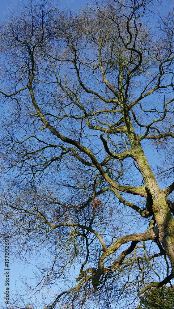Bare tree and a blue sky. Bare tree and a blue sky.