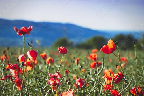 Poppy flowers, rural scene, blurred background