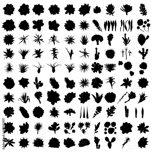 Large Black silhouettes Wild cactus set. Hand drawn prickly cacti. Terrarium cactus collection. Wild floral exotic tropical. Vector.