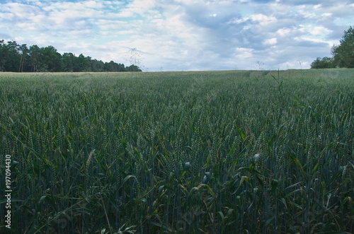 Fields of green wheat.