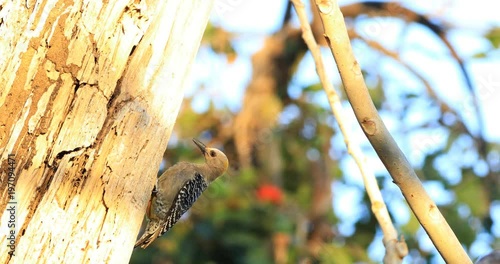 Hoffman's Woodpecker, Melanerpes hoffmannii, from Costa Rica 4K photo