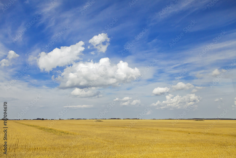 Yellow field and blue sky