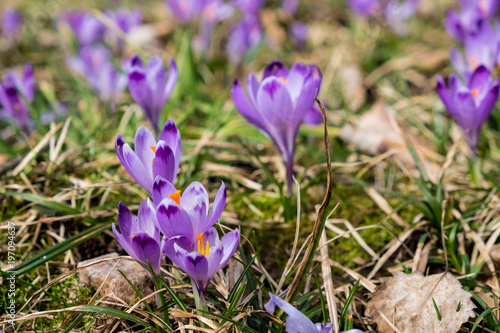 Fototapeta Naklejka Na Ścianę i Meble -  Crocuses