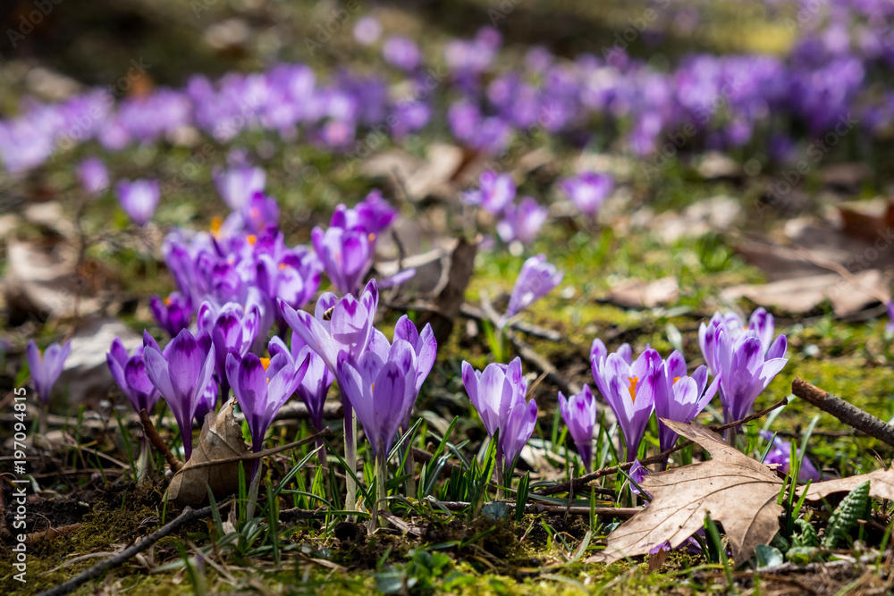 Crocuses