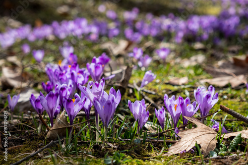 Fototapeta Naklejka Na Ścianę i Meble -  Crocuses