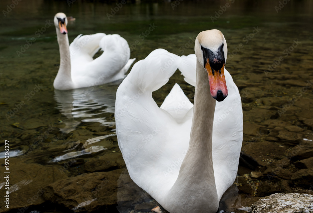 Obraz premium Swan in a lake