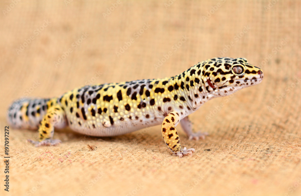 Eublepharis macularius against burlap background. Close-up of Cute leopard gecko Eublepharis macularius against burlap background. Close-up of Cute leopard gecko