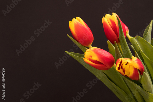 Fototapeta Naklejka Na Ścianę i Meble -  Tulip flowers postcard
