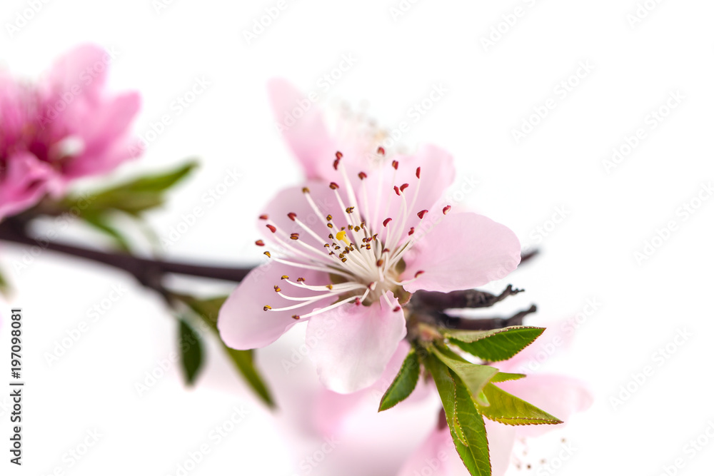 Peach blossom isolated on white background.