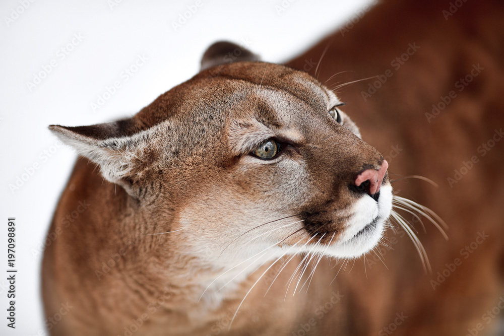 Poster Schönes Porträt eines kanadischen Pumas. Berglöwe, Puma, Panther,  Winterszene im Wald. Tierwelt Amerika - Nikkel-Art.de